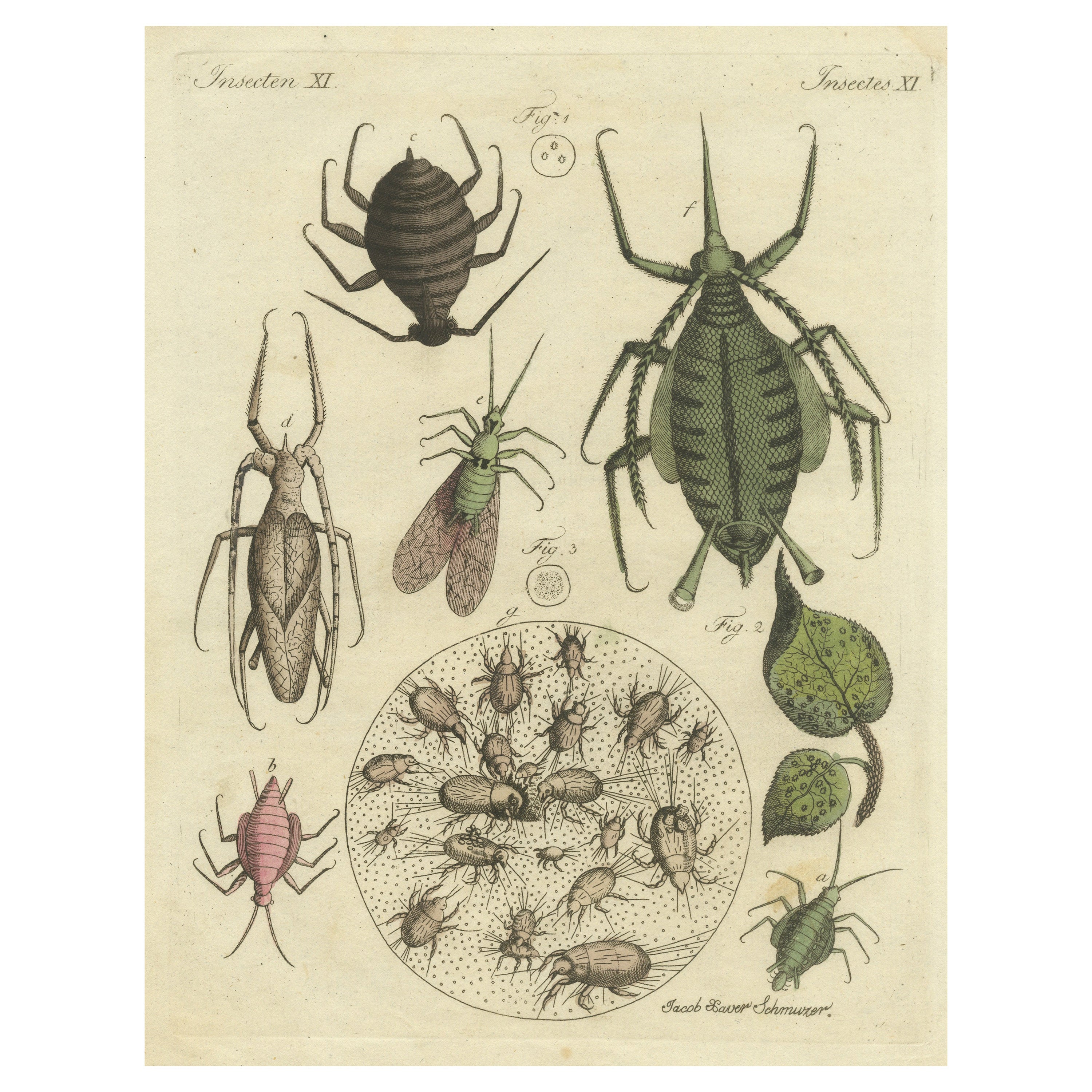 Original Antiker Druck von Aphid und anderen Insekten