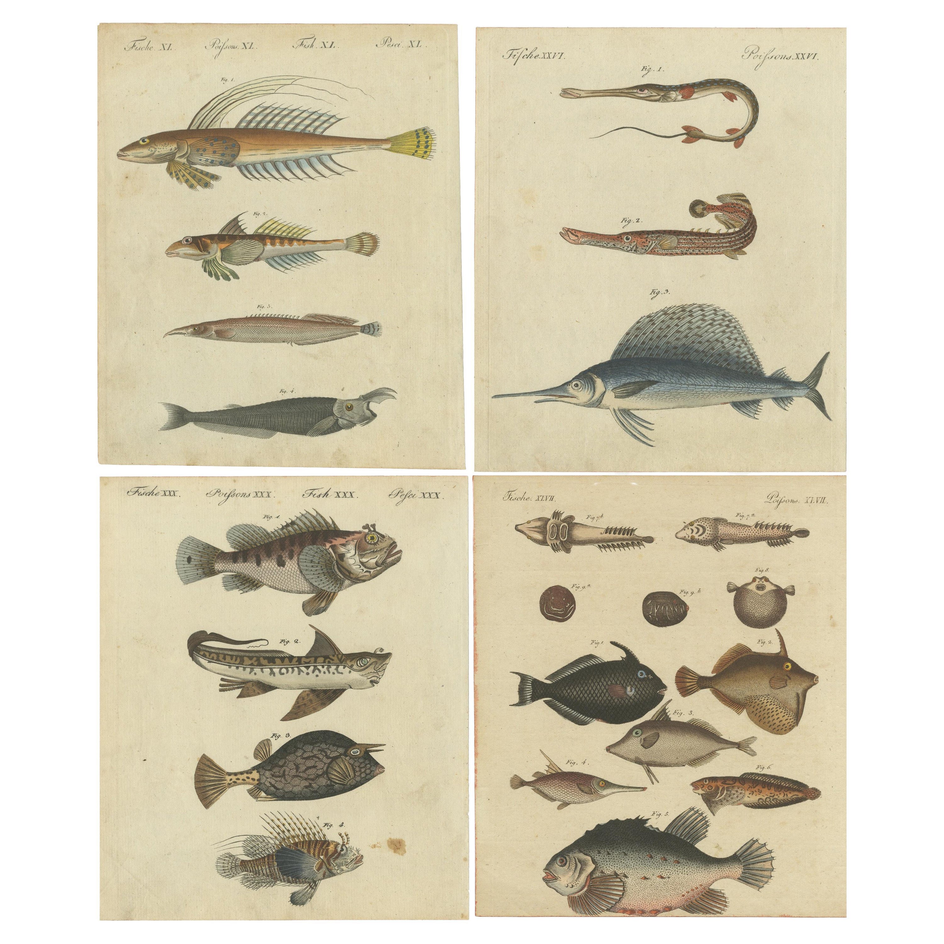 Satz von 4 antiken Drucken eines Schwertfischs und vielen anderen Fischexemplaren im Angebot