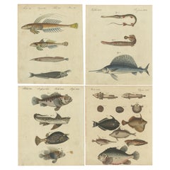 Satz von 4 antiken Drucken eines Schwertfischs und vielen anderen Fischexemplaren