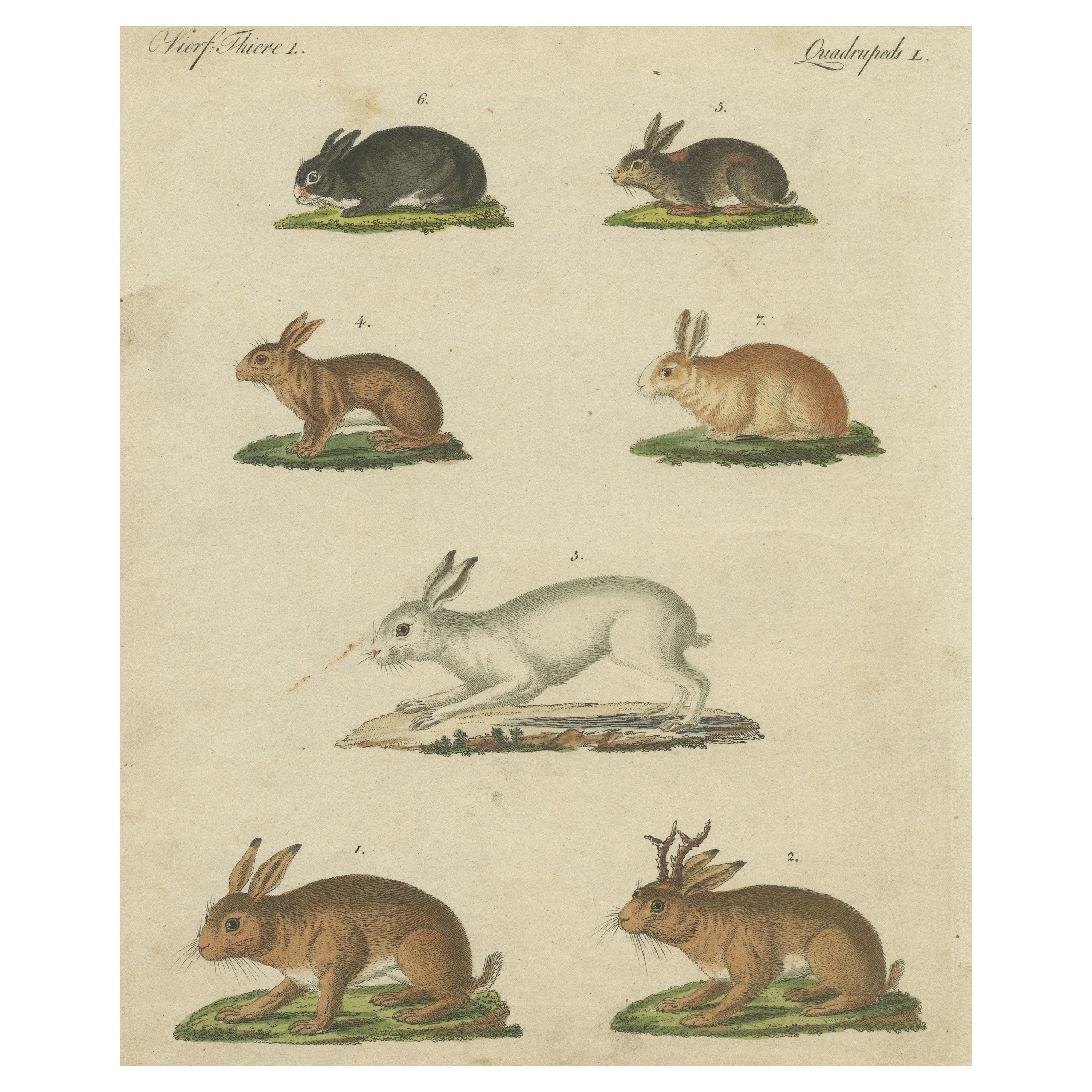 Original Antique Print of a Mountain Hare, Rabbit and Others For Sale