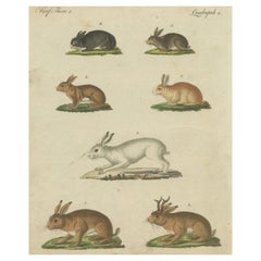 Original Antique Print of a Mountain Hare, Rabbit and Others