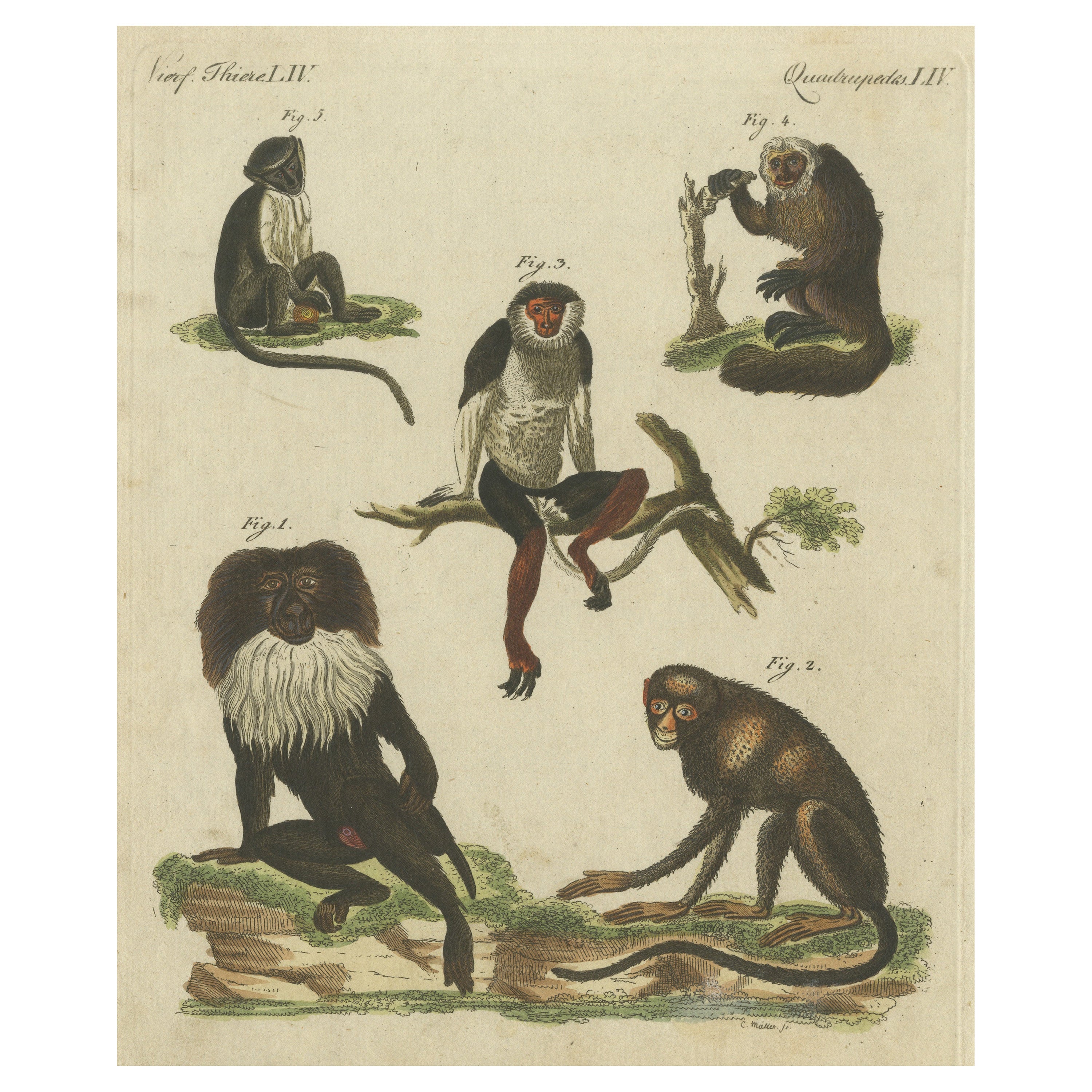 Impression originale et ancienne d'un macaque et d'autres singes en vente