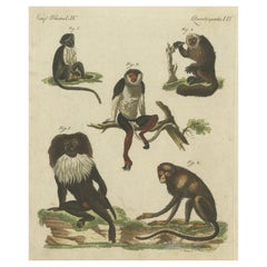 Original Antique Print of a Macaque and other Monkeys