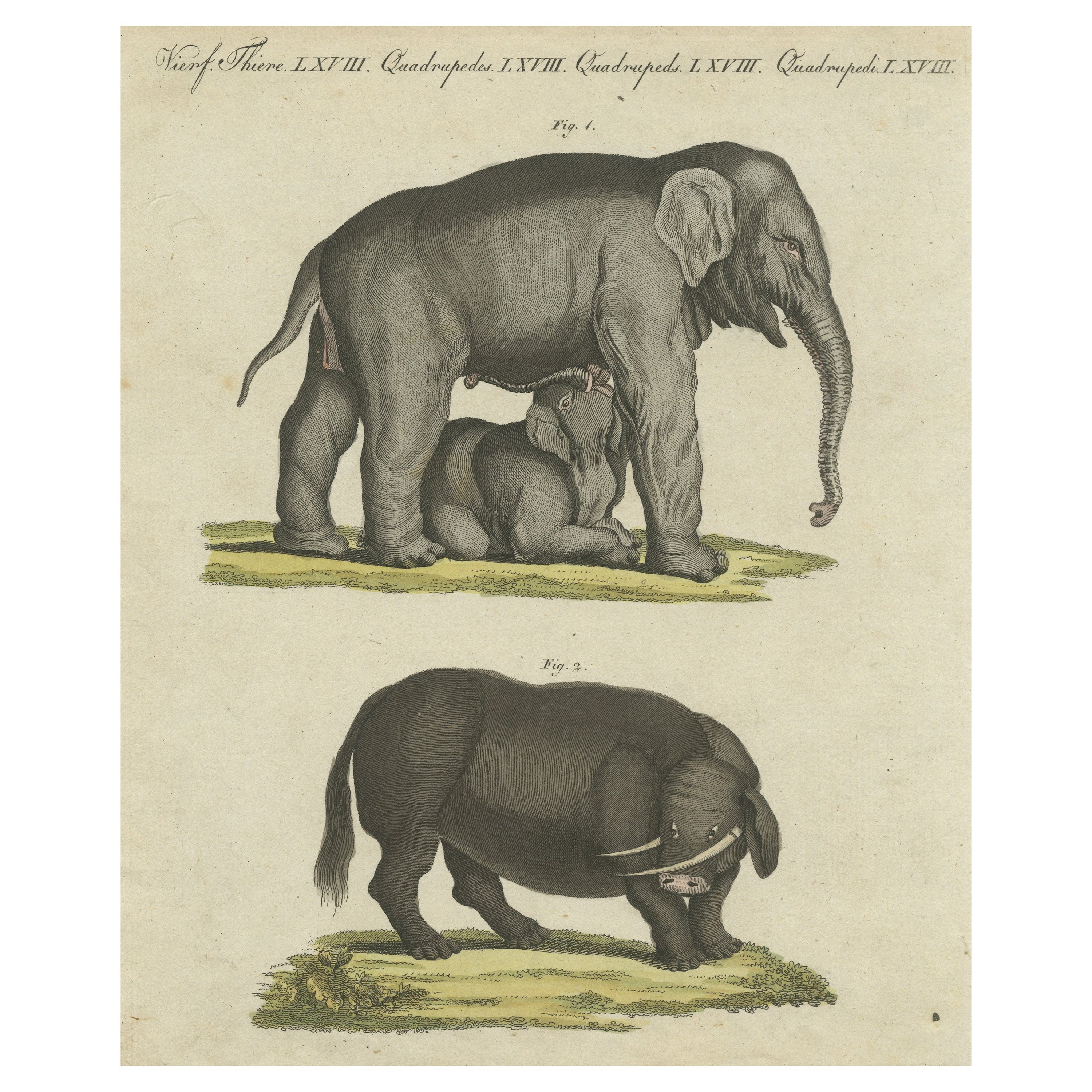 Original Antique Print of the Indian Elephant and the Mythical Beast Sukotyro