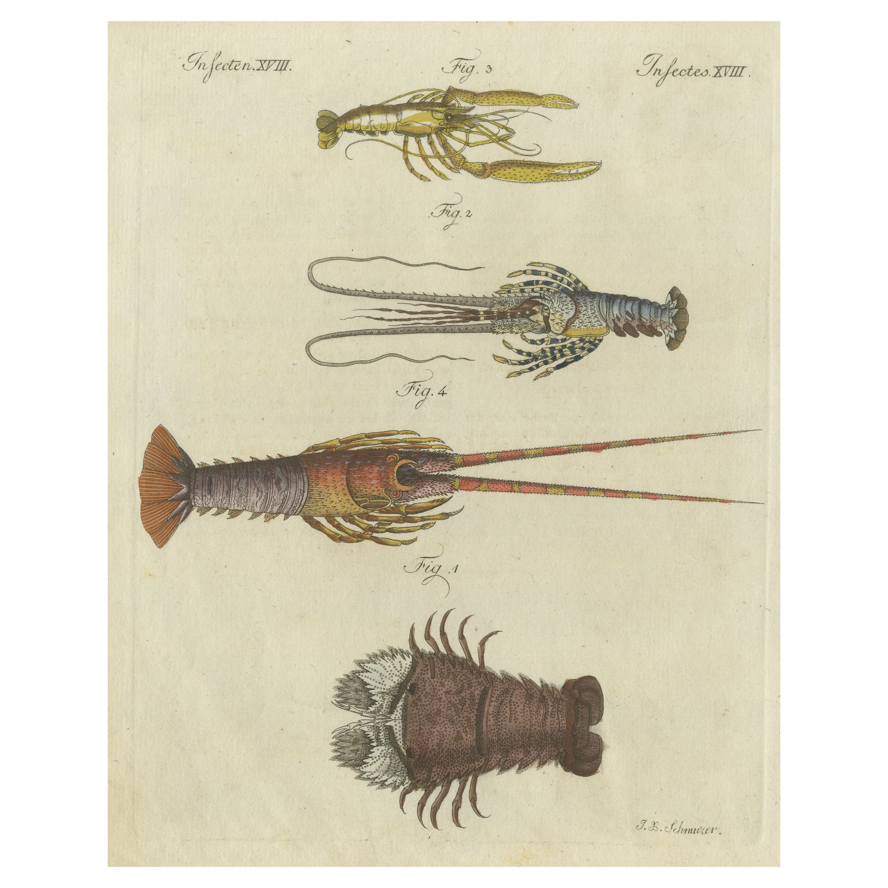 Impression ancienne d'origine d'un homard et d'un crevet en vente