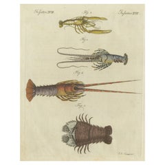 Original Antique Print of a various Lobster and Shrimp