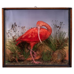 Diorama victorien du 19ème siècle représentant un Ibis rouge dans son coffret peint d'origine avec
