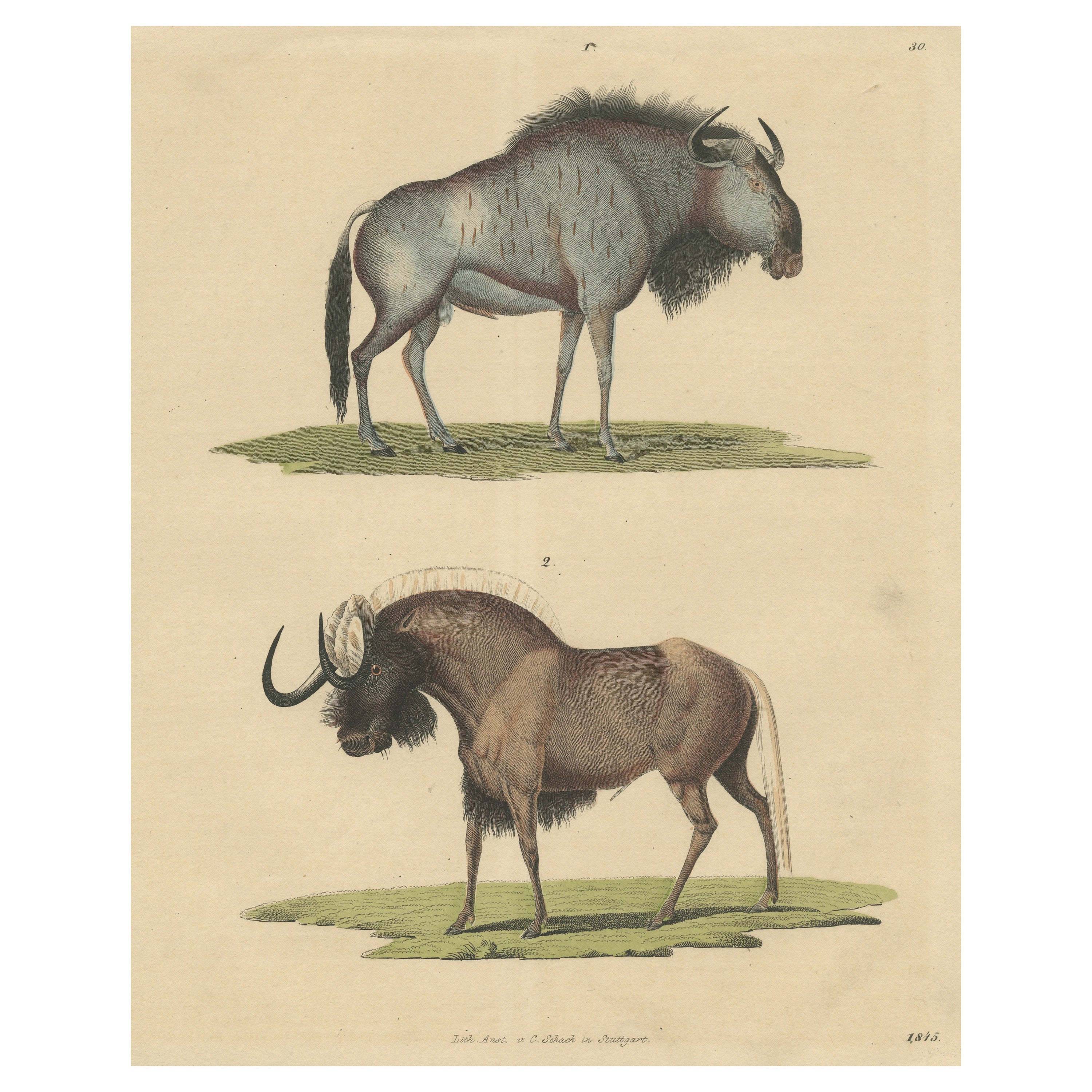 1845 Hand-Colored Engraving of Wildebeest – Blue & Black Gnu