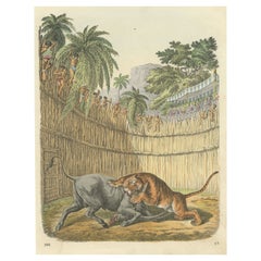 Original Antiker Druck eines Kampfes zwischen einem Tiger und einer Antelope