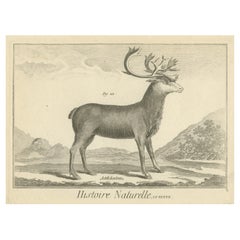 Original Antique Print of Deer