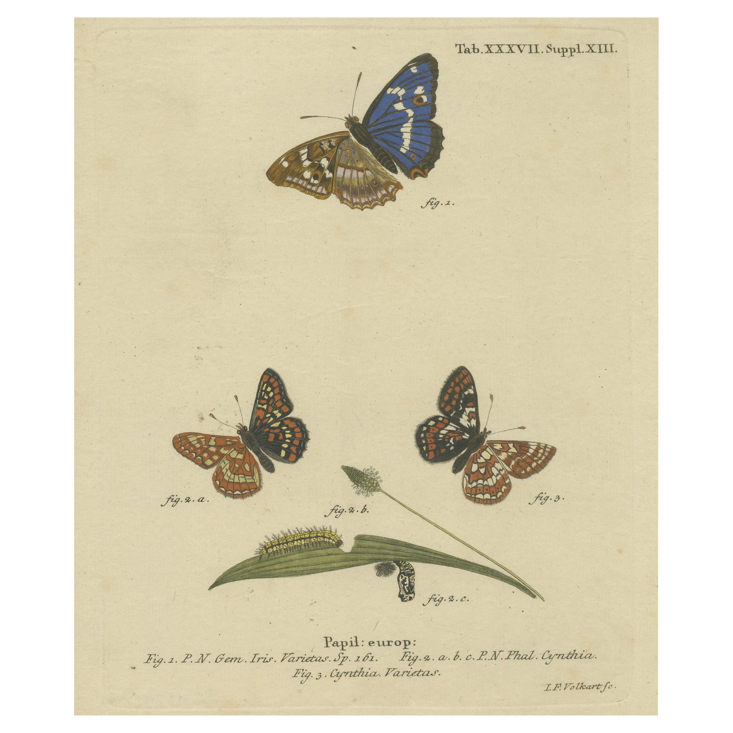 Original Antique Print of various Butterflies