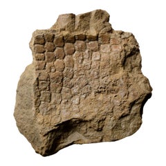 Antique Fossilised Dinosaur Skin