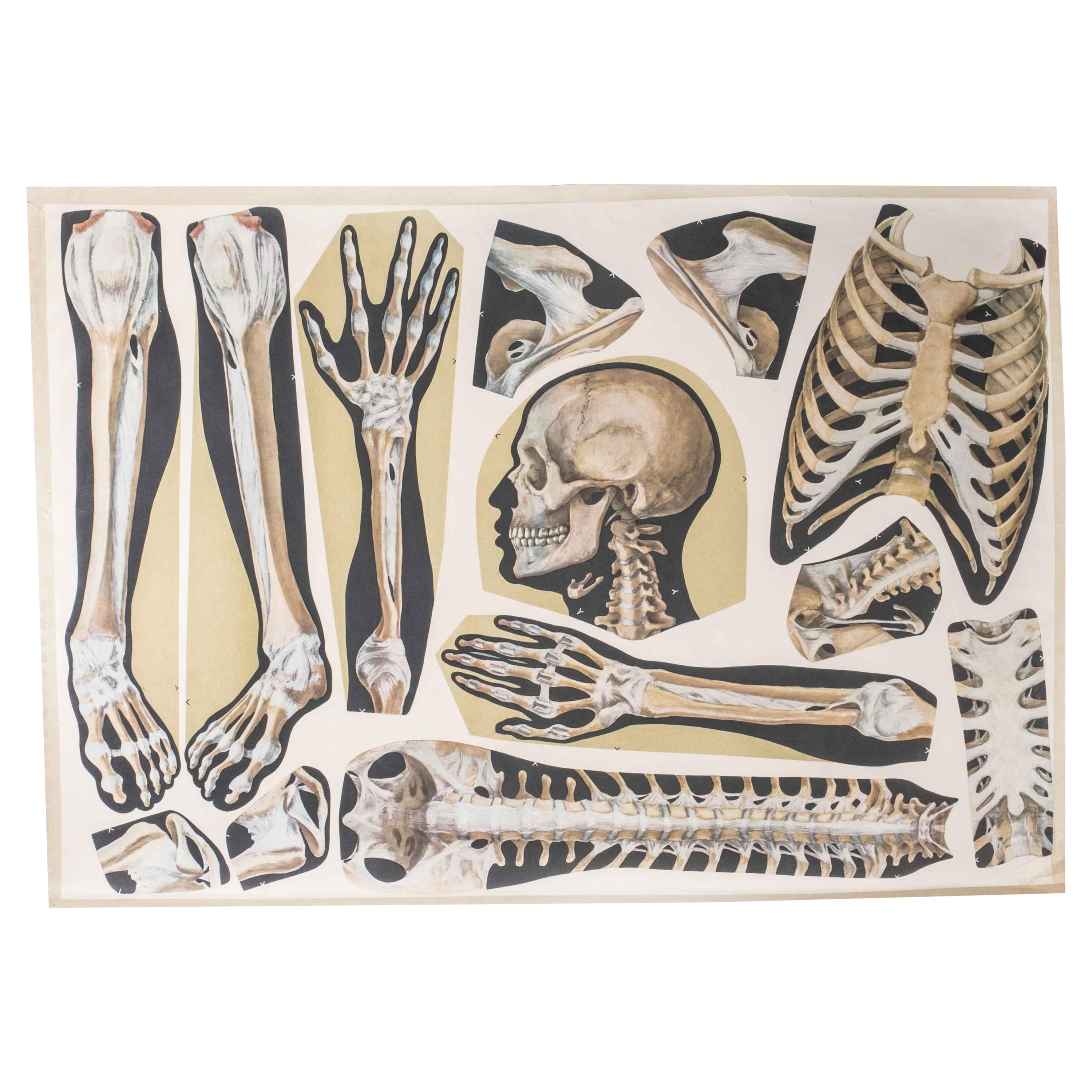 Pädagogisches Poster mit menschlichen Skelettteilen aus dem frühen 20. Jahrhundert