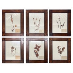 Circa 1915 Antique Dried Botanical Specimen Studies, Framed, Set of 6