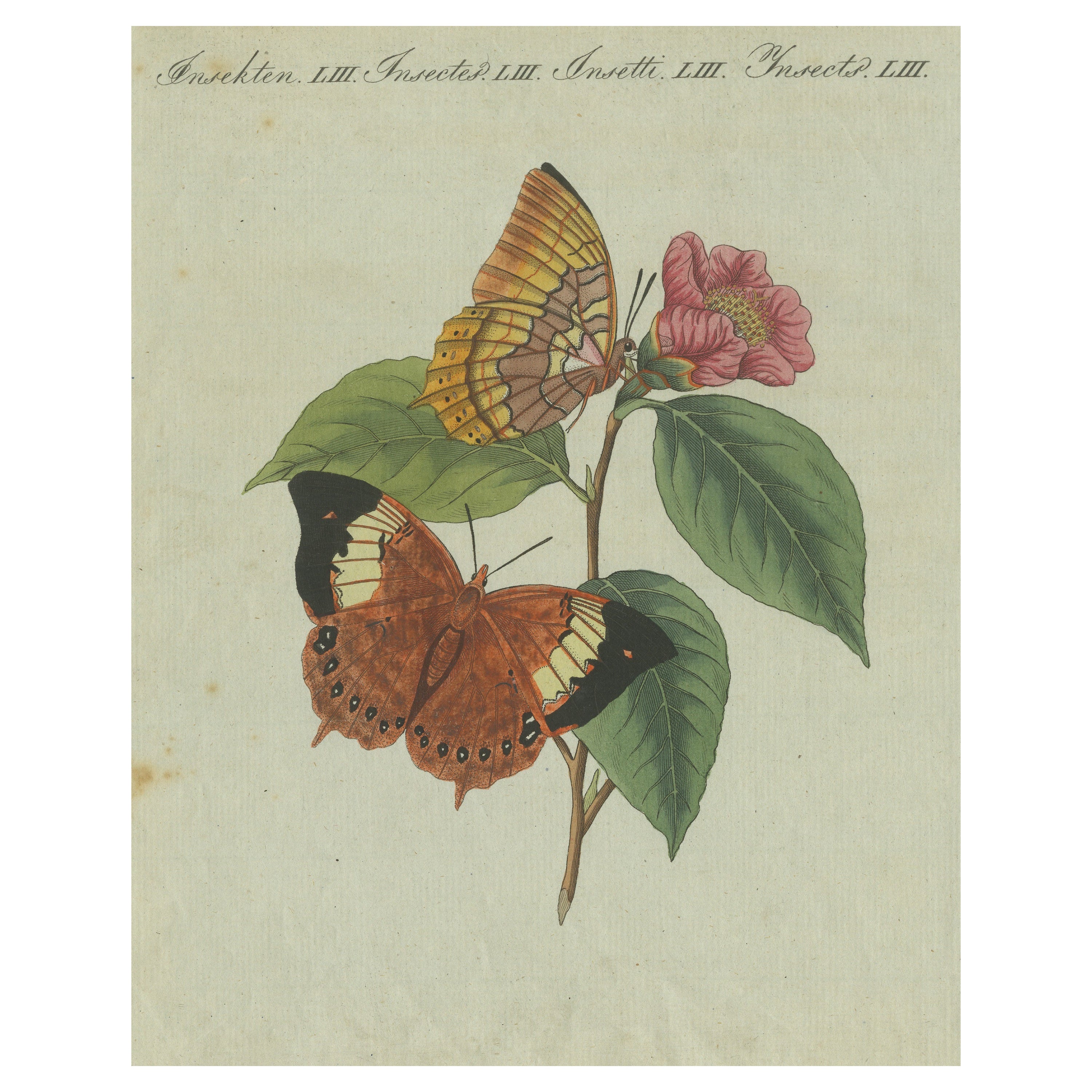 Impression originale et ancienne d'une fleur et de papillons avec une belle coloration à la main