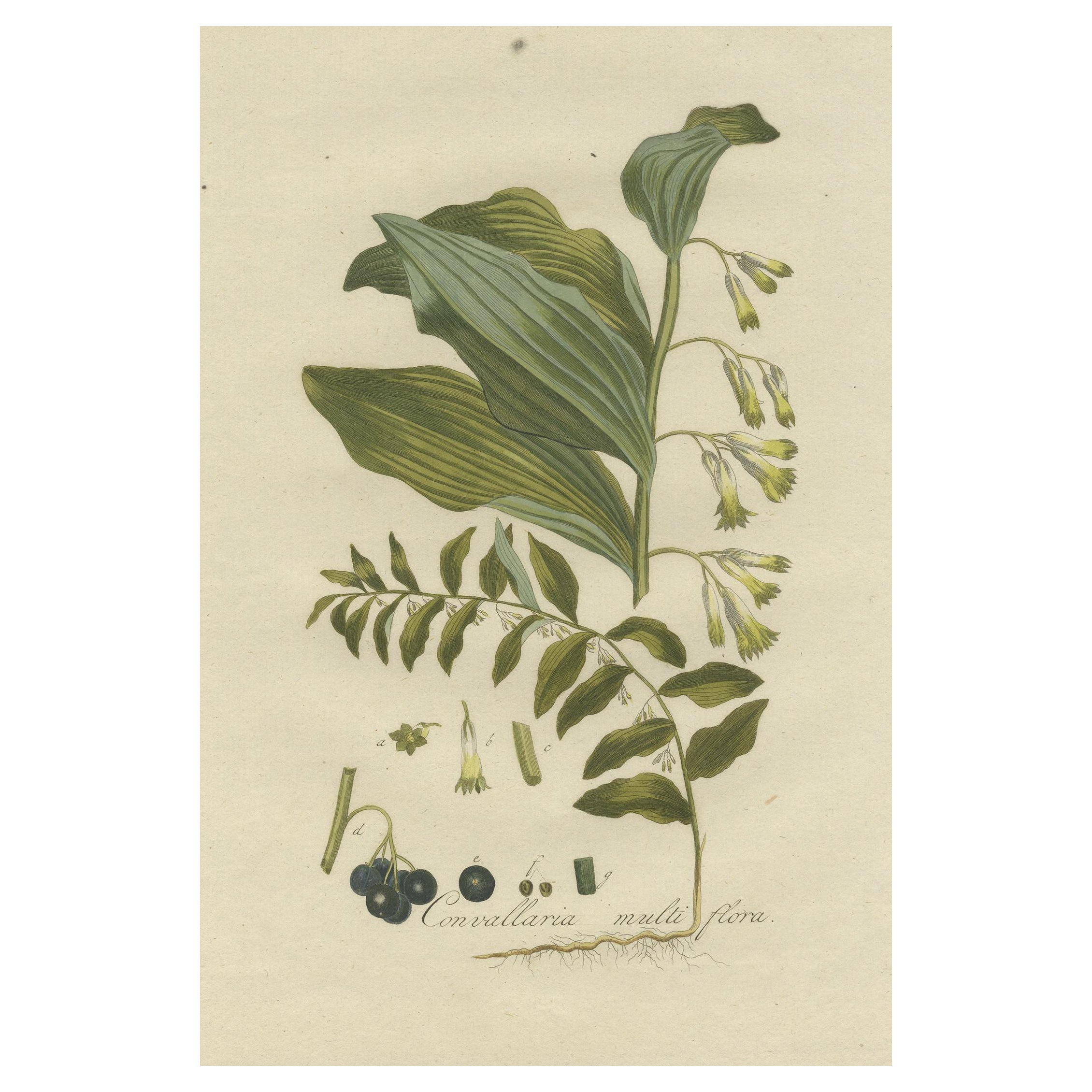 Antique Botany Print of the Polygonatum Multiflorum or Solomon's Seal For Sale