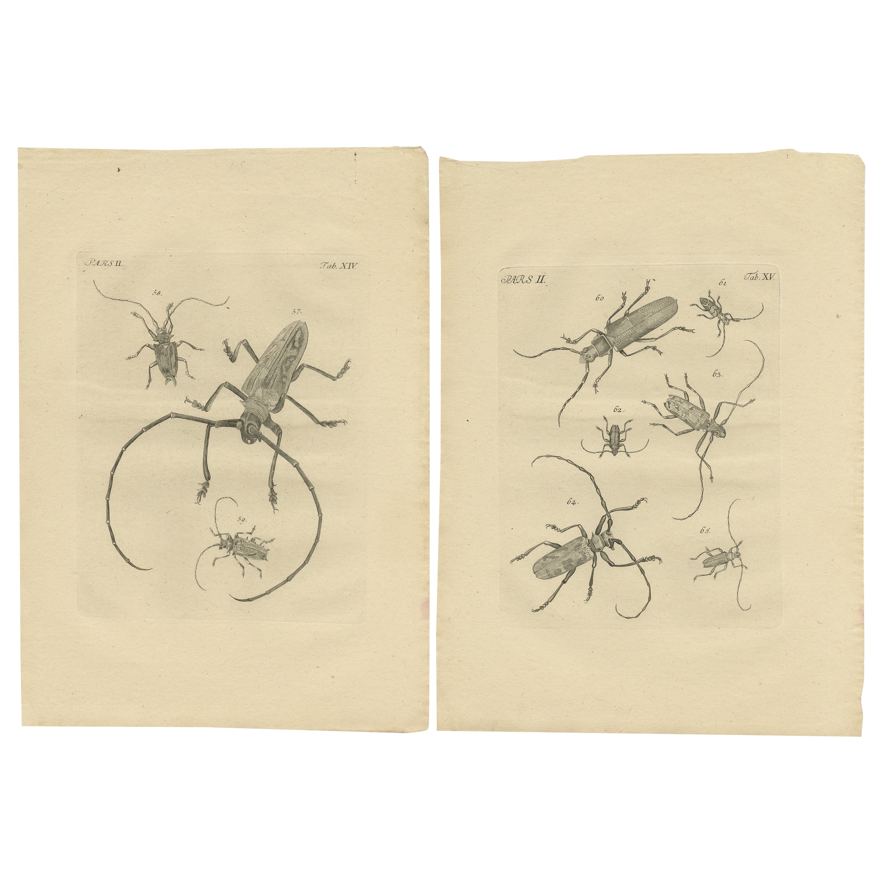 Ensemble de 2 gravures anciennes de divers coléoptères 