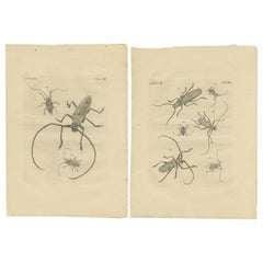 Set of 2 Antique Prints of Various Beetles