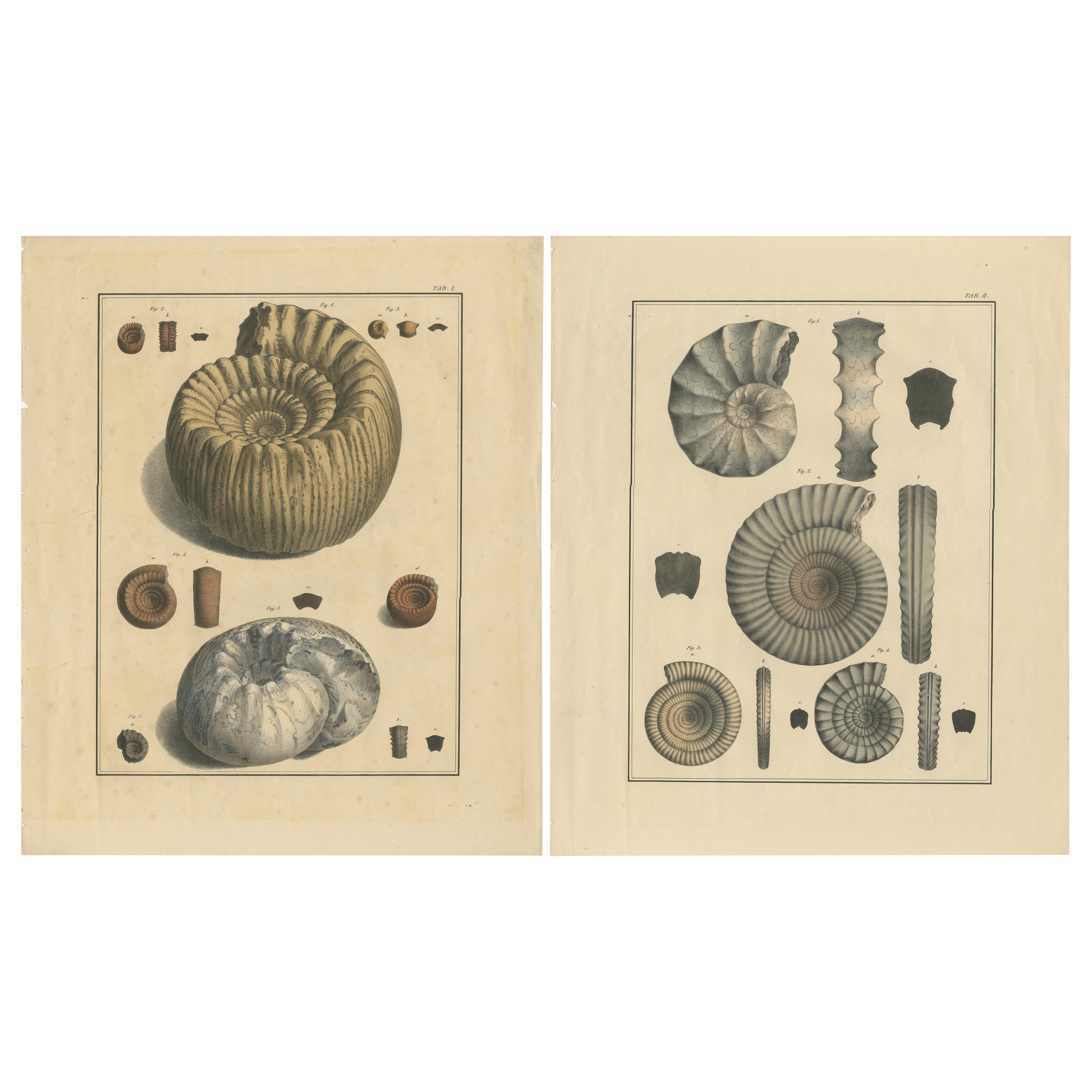 Set of 2 Large Lithographs of Fossils For Sale