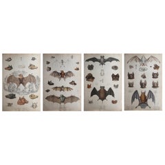 Set of 4 Large Original Antique Natural History Prints, Bats, circa 1835