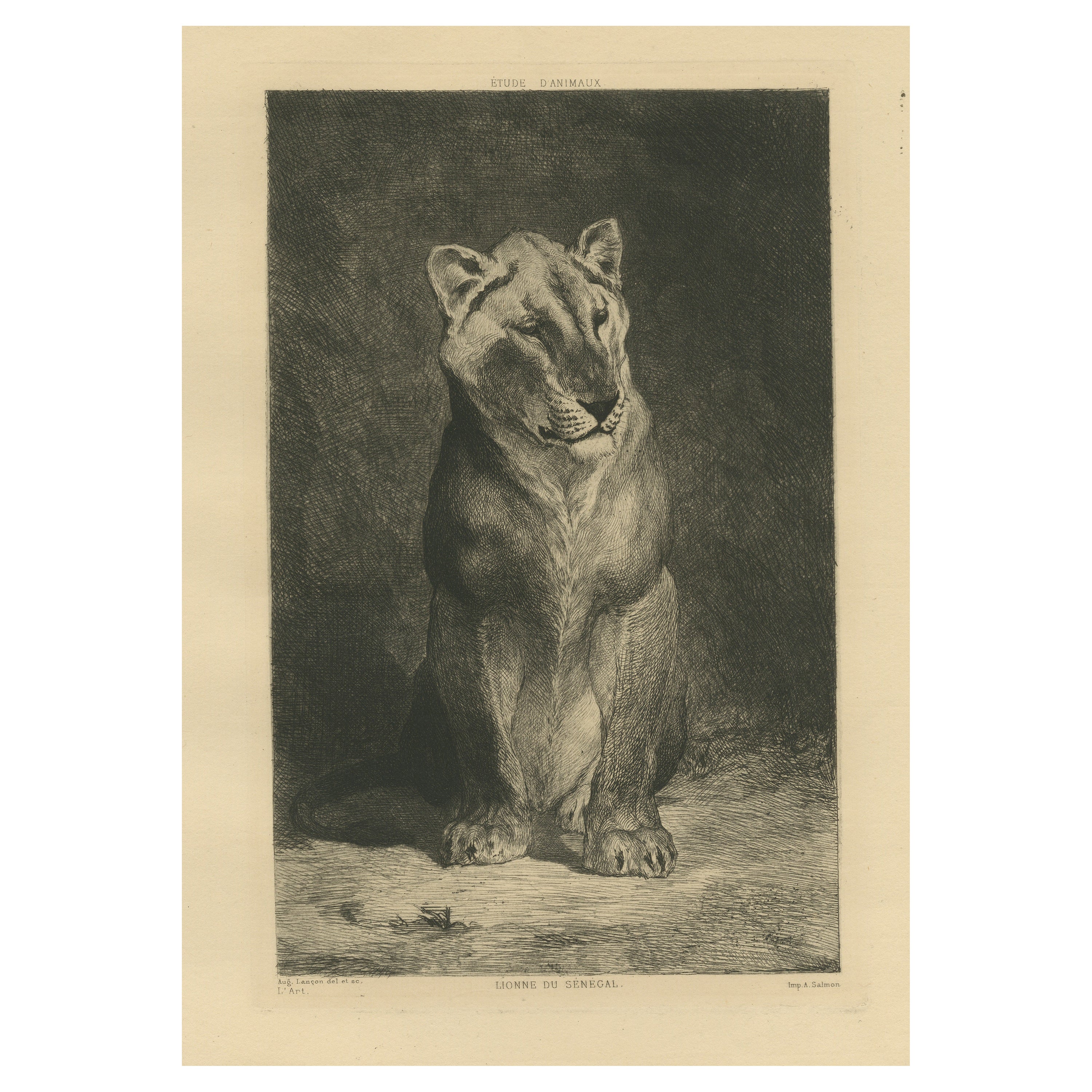 Original Antique Print of Senegalese Lioness For Sale