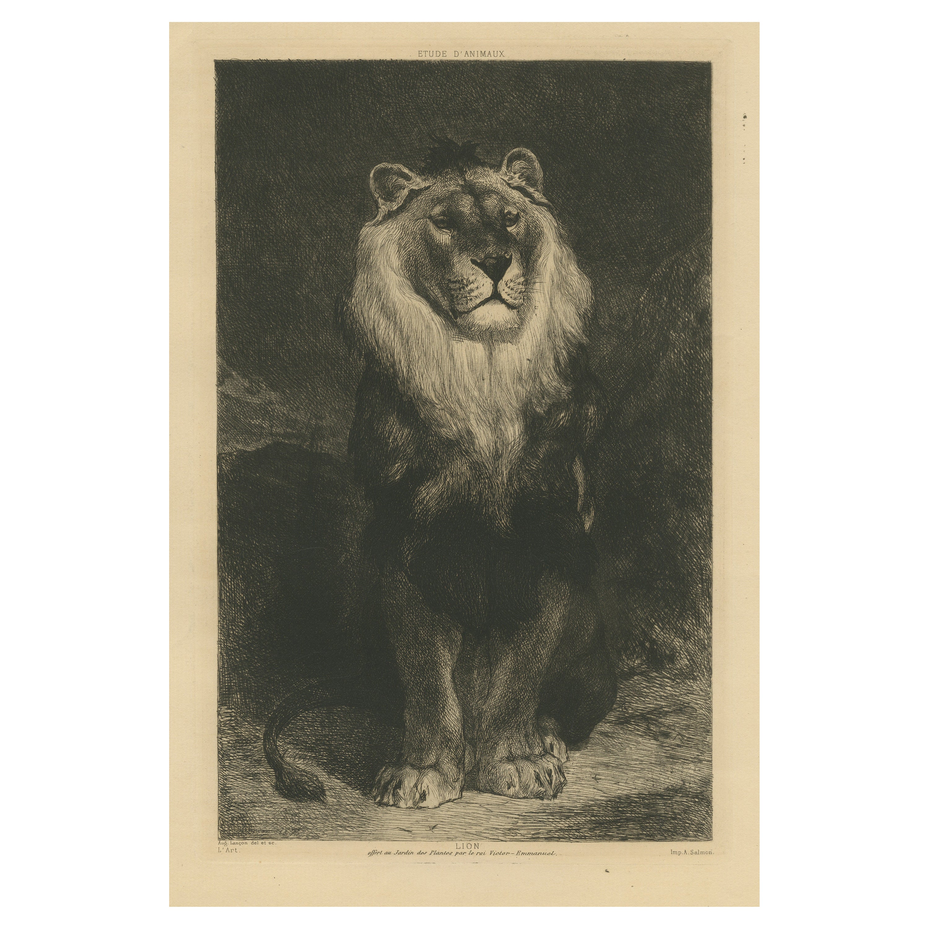 Original Antique Print of a Lion For Sale