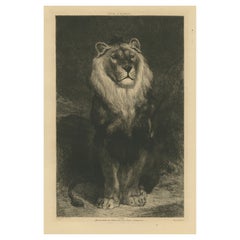 Original Antiker Druck eines Löwen