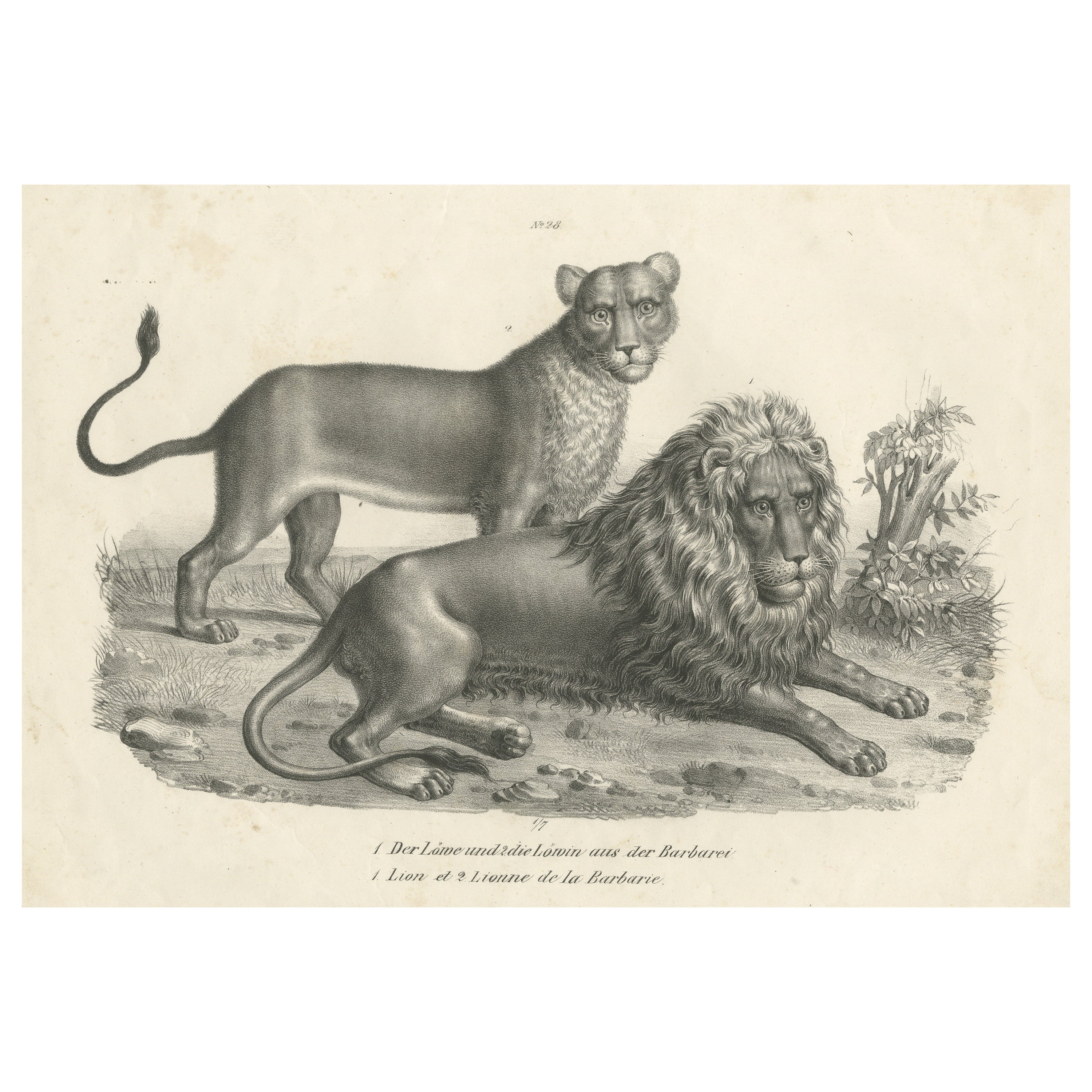 Original Antique Print of a Barbary Lion and Lioness by Brodtmann