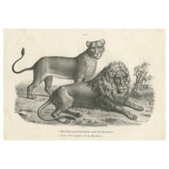 Impression ancienne originale d'un lion barbare et d'une lionne par Brodtmann