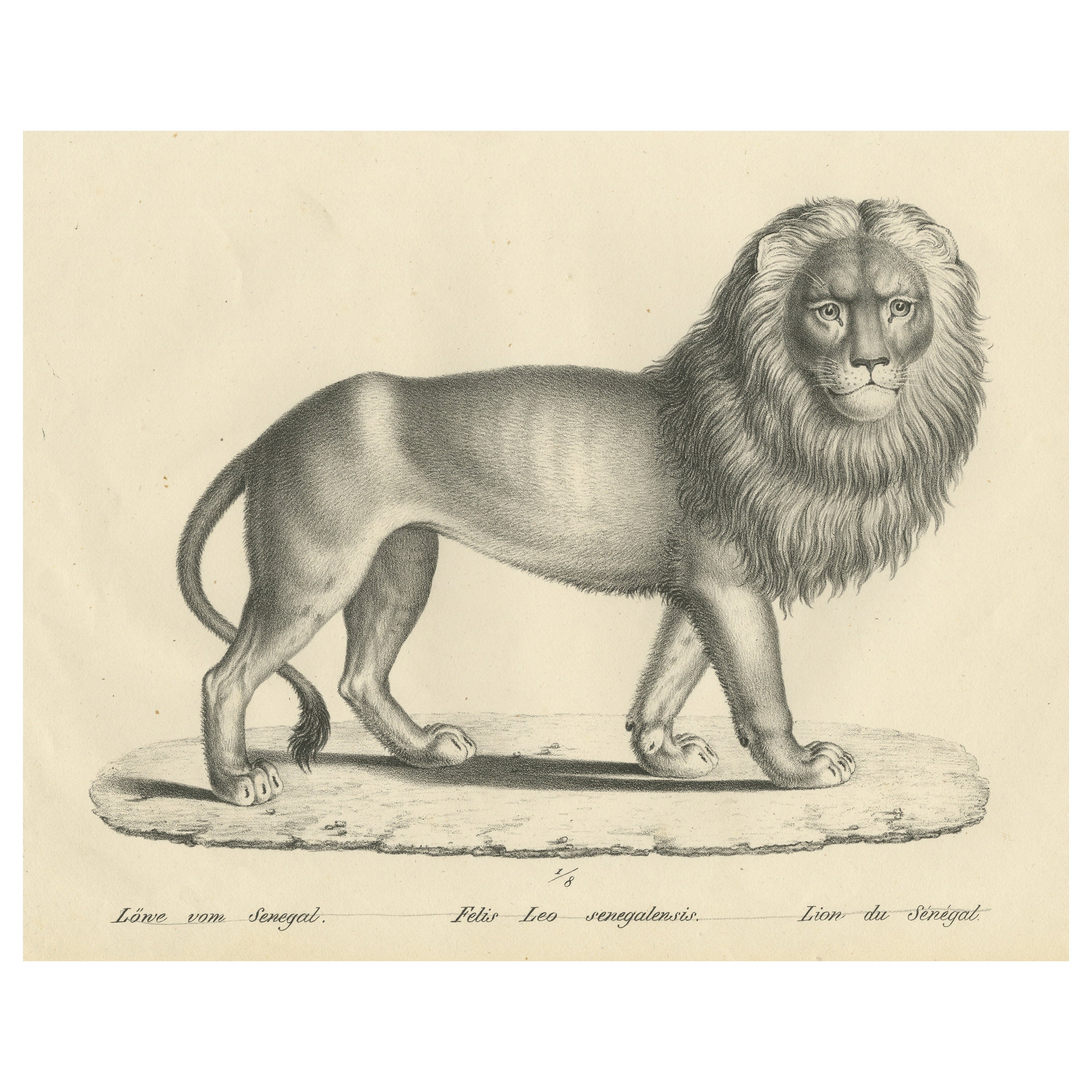 Original Antique Print of a Senegal Lion by Brodtmann, circa1830 For Sale