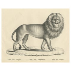 Original Antiker Originaldruck eines Senegal-Löwen aus Senegal von Brodtmann, um 1830