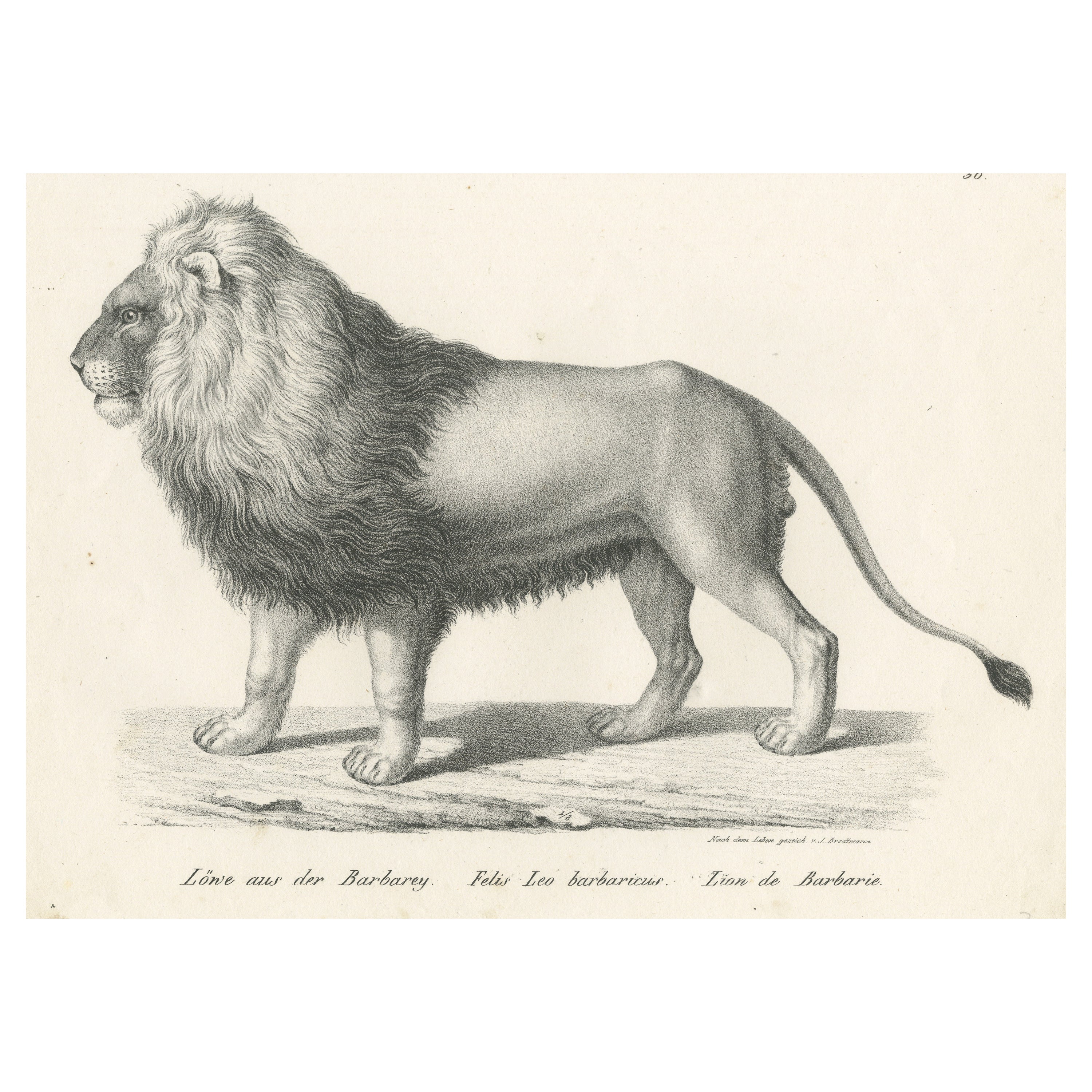 Stampa antica originale di un leone di Barberia di Brodtmann