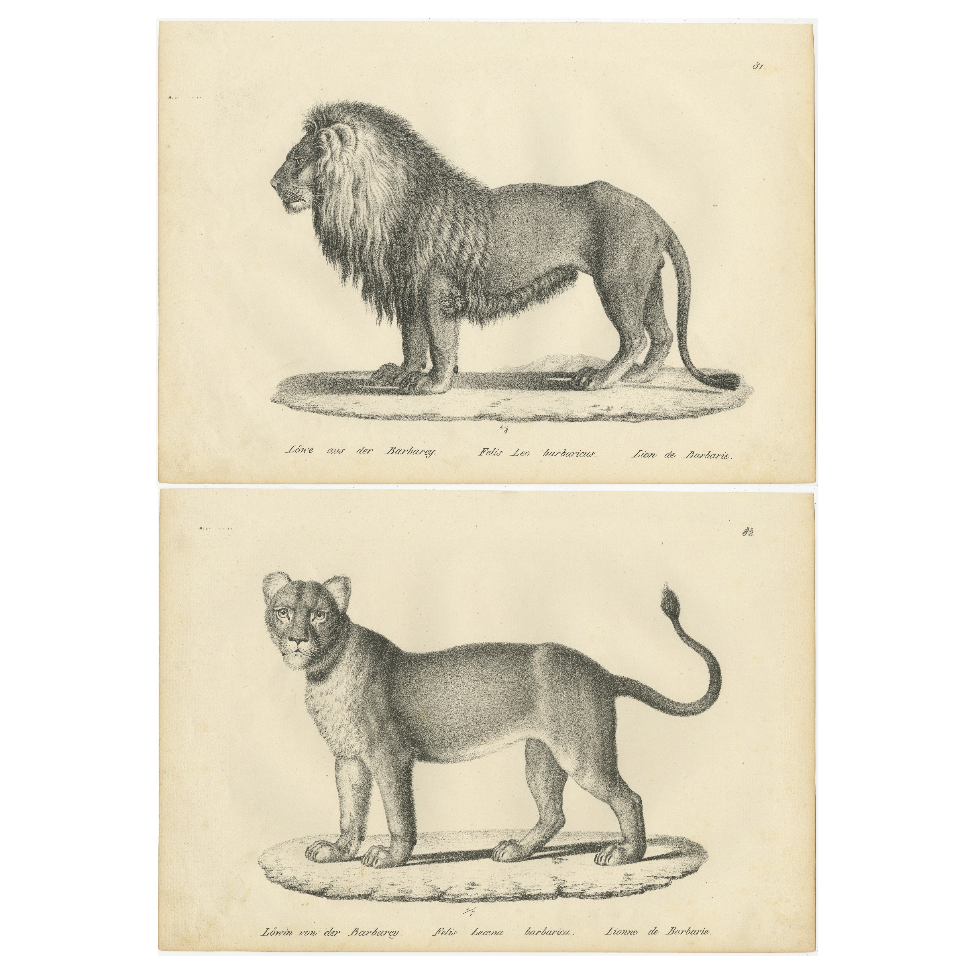 Set of 2 Antique Prints of a Barbary Lion and Lioness by Brodtmann For Sale