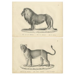2er-Set antiker Drucke eines Barbarenlöwen und einer Löwe von Brodtmann