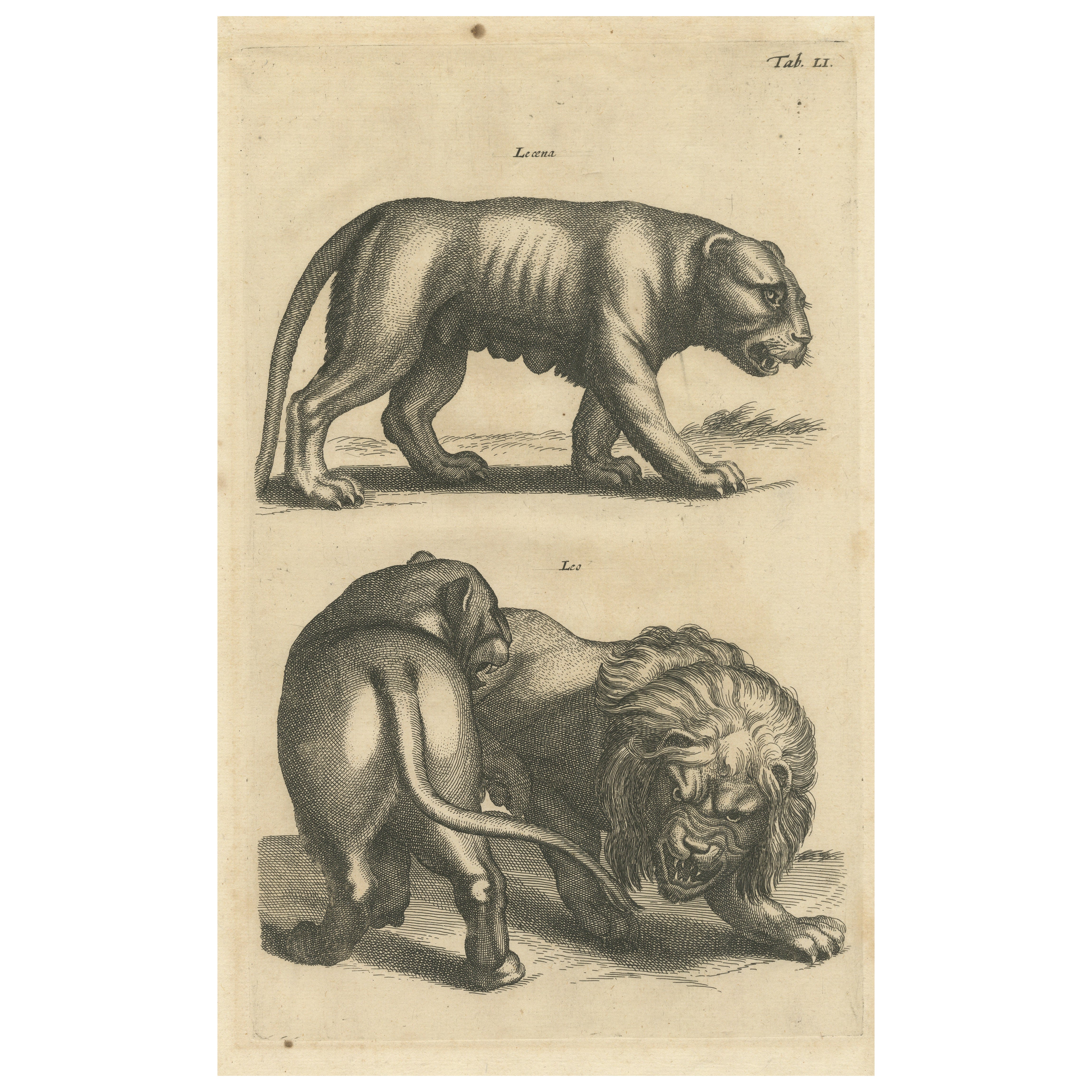 Gravure ancienne d'origine d'un lion et d'une lionne