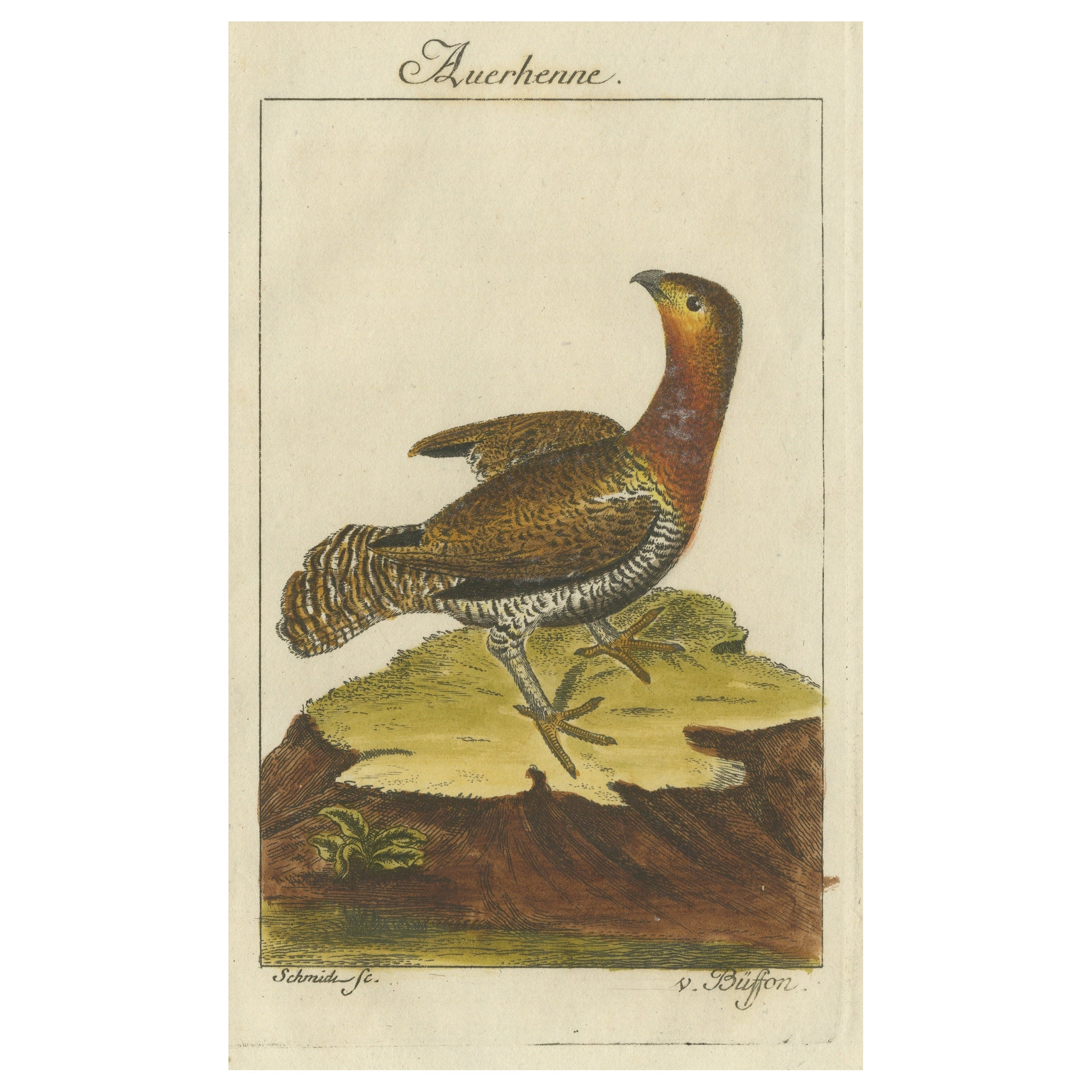 Antiker Vogeldruck einer westlichen Capercaillie- oder Holzgroße Henne