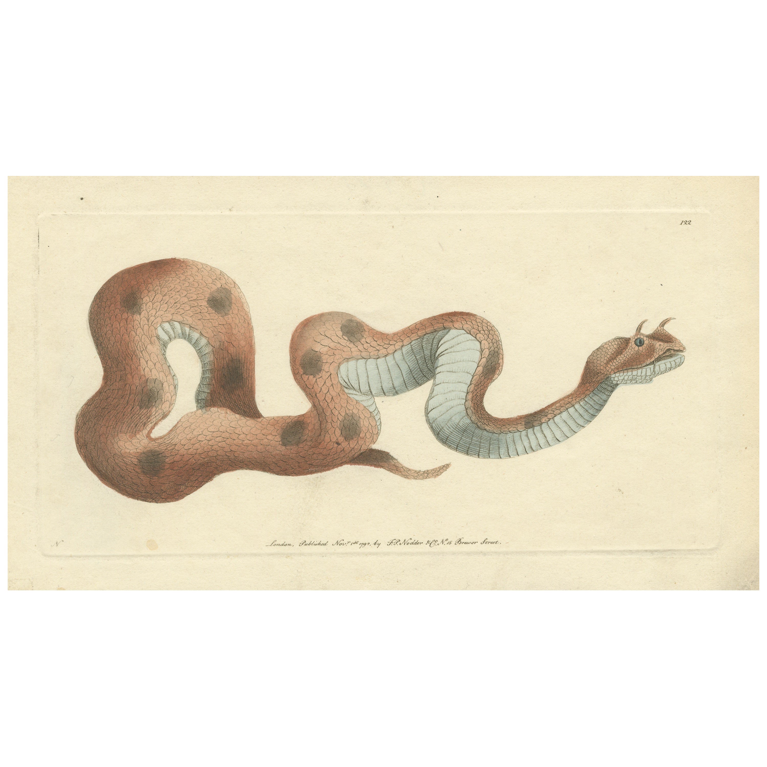 Antique Print of a Saharan or Desert Horned Viper, Cerastes Cerastes