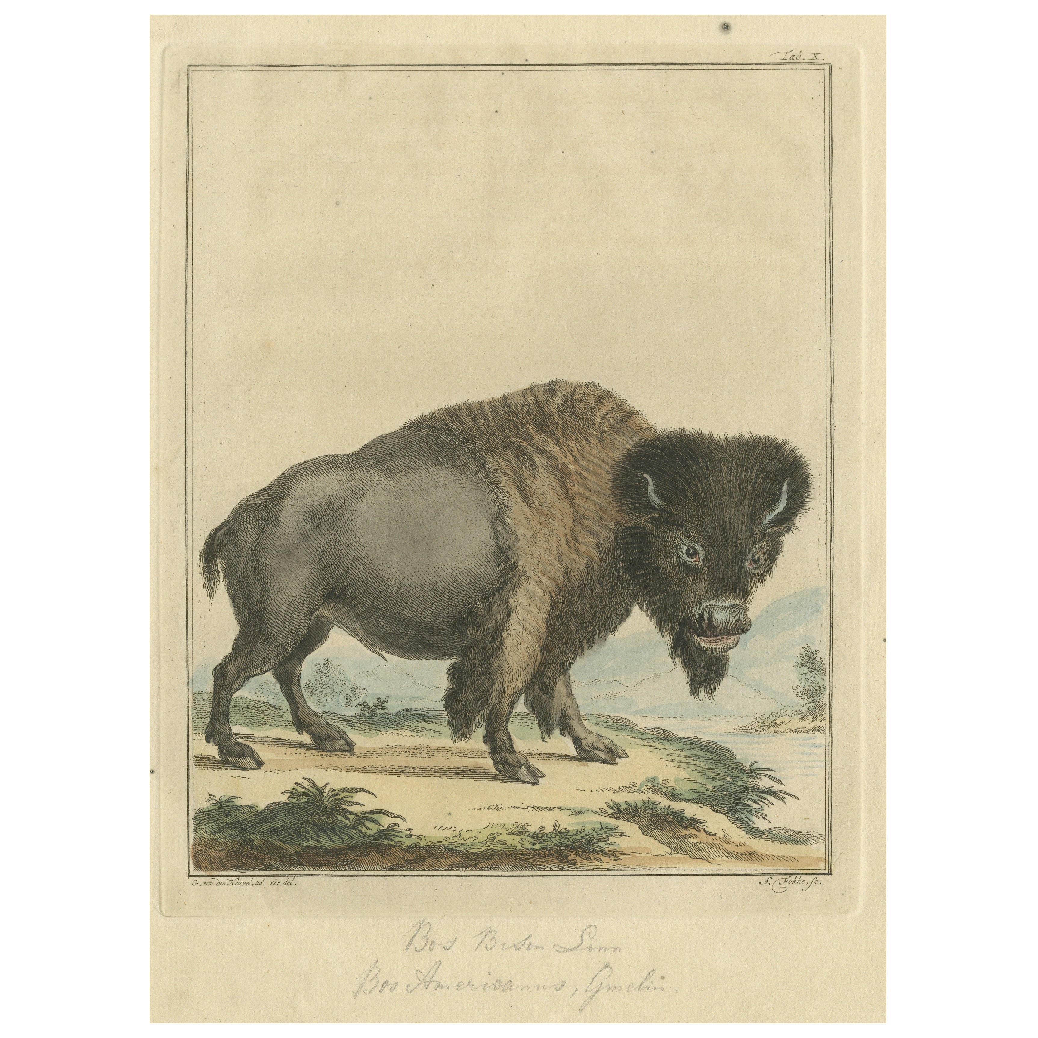 Original Antique Print of a Bison
