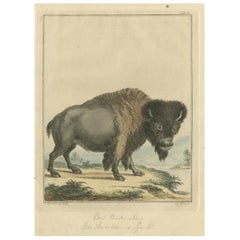 Stampa antica originale di un bisonte