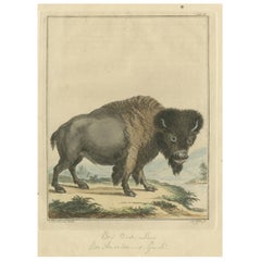 Original Antique Print of a Bison