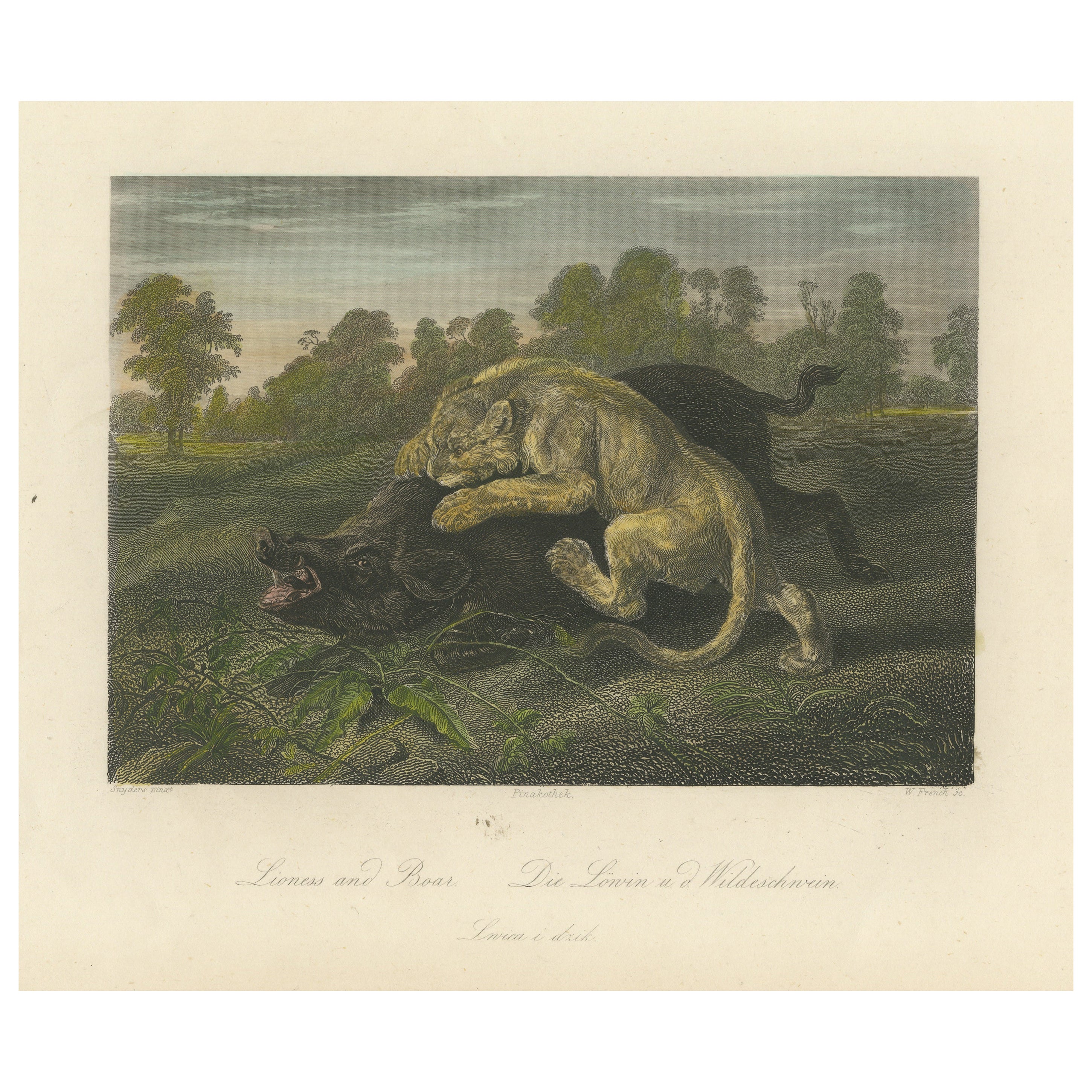 Original Steel Engraving of a Lioness and Boar For Sale