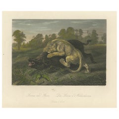 Antique Original Steel Engraving of a Lioness and Boar