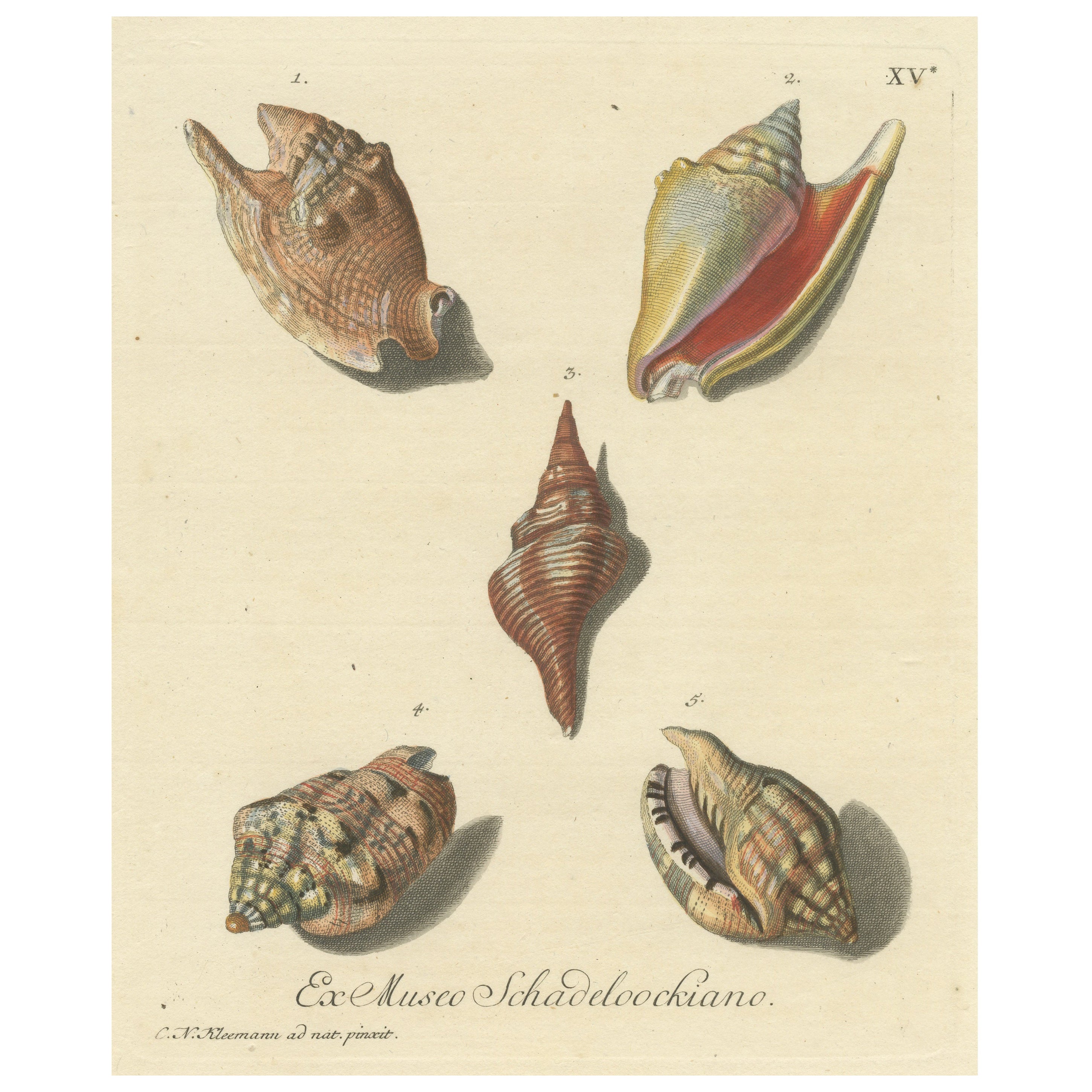 Impression originale et ancienne de divers coquillages par G.W. Knorr