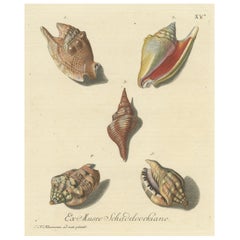 Original Antique Print of Various Seashells by G.W. Knorr