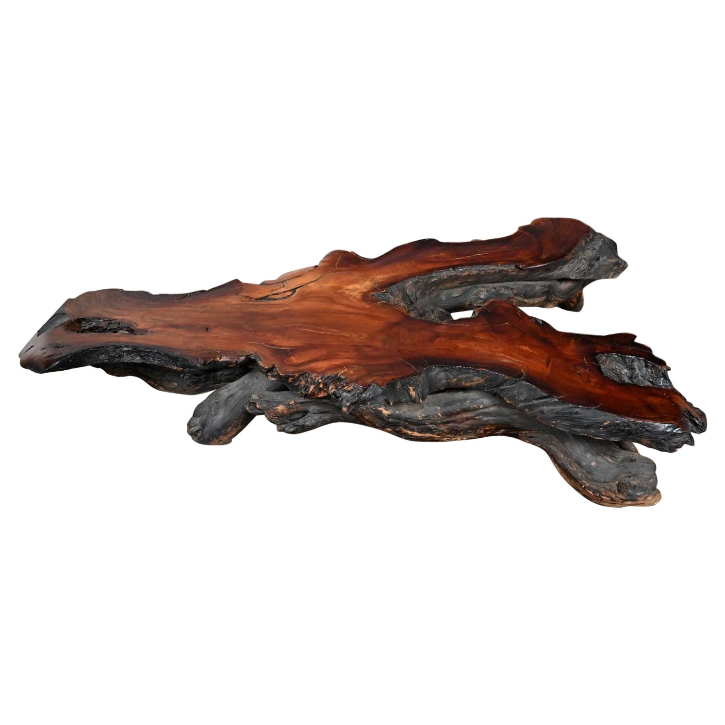 Très grande table basse rustique en bois de ronce de bois rouge, fabriquée à la main, avec des bords francs et des formes libres.