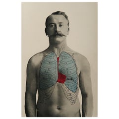 Original Vintage Medical Print, Lungs, C.1900