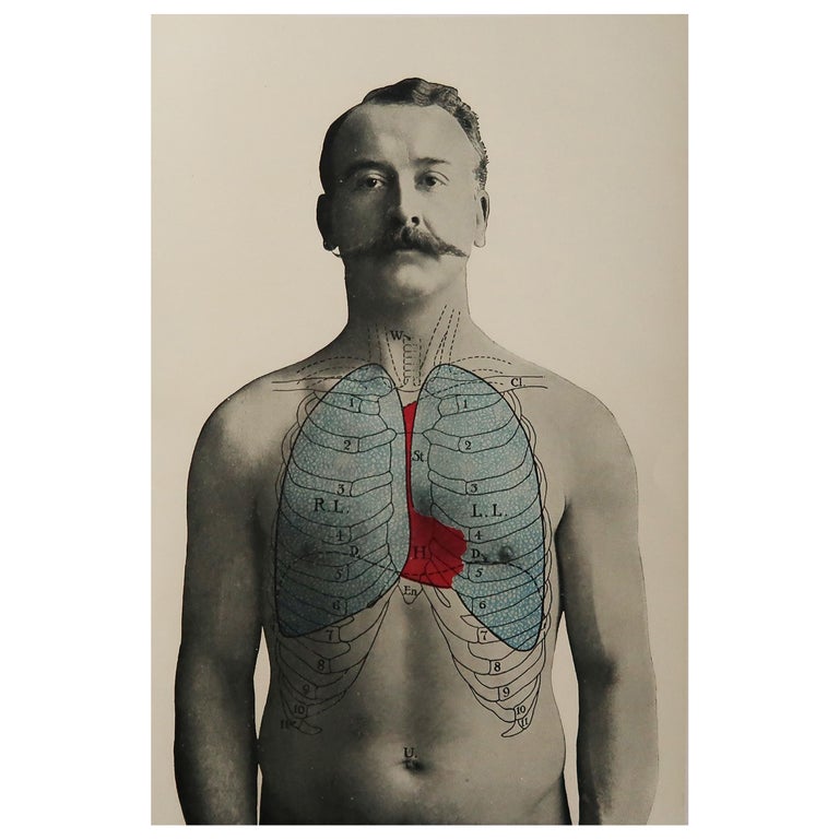 Original Vintage Medical Print, Lungs, C.1900 For Sale at 1stDibs