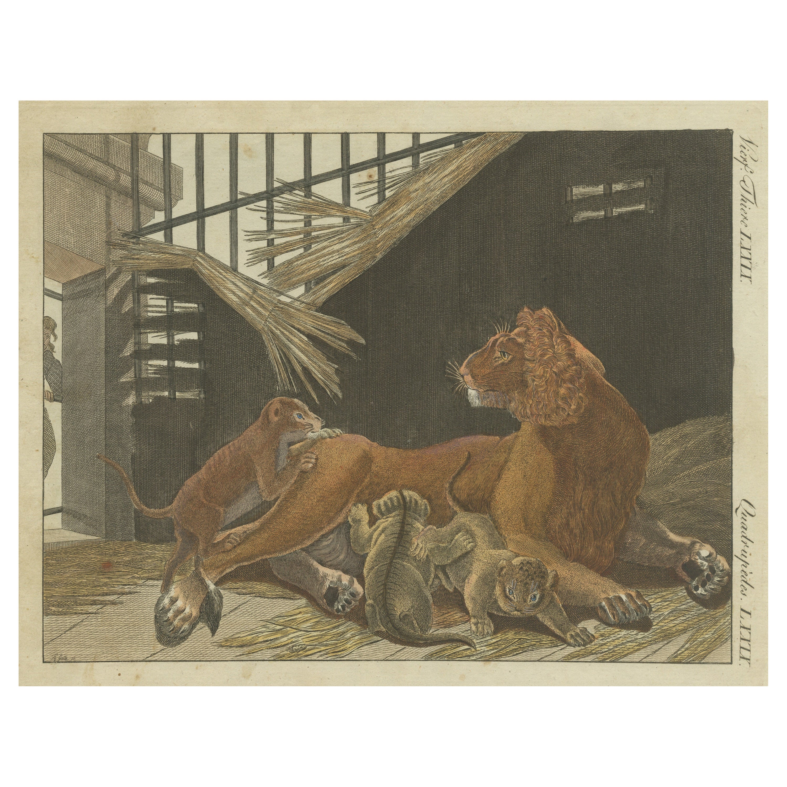 Grabado coloreado a mano de un león y sus cachorros