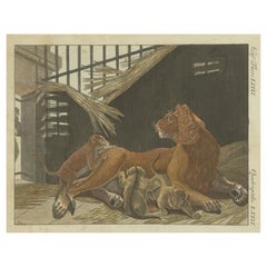 Antique Hand Colored Engraving of a Lion and Lion Cubs