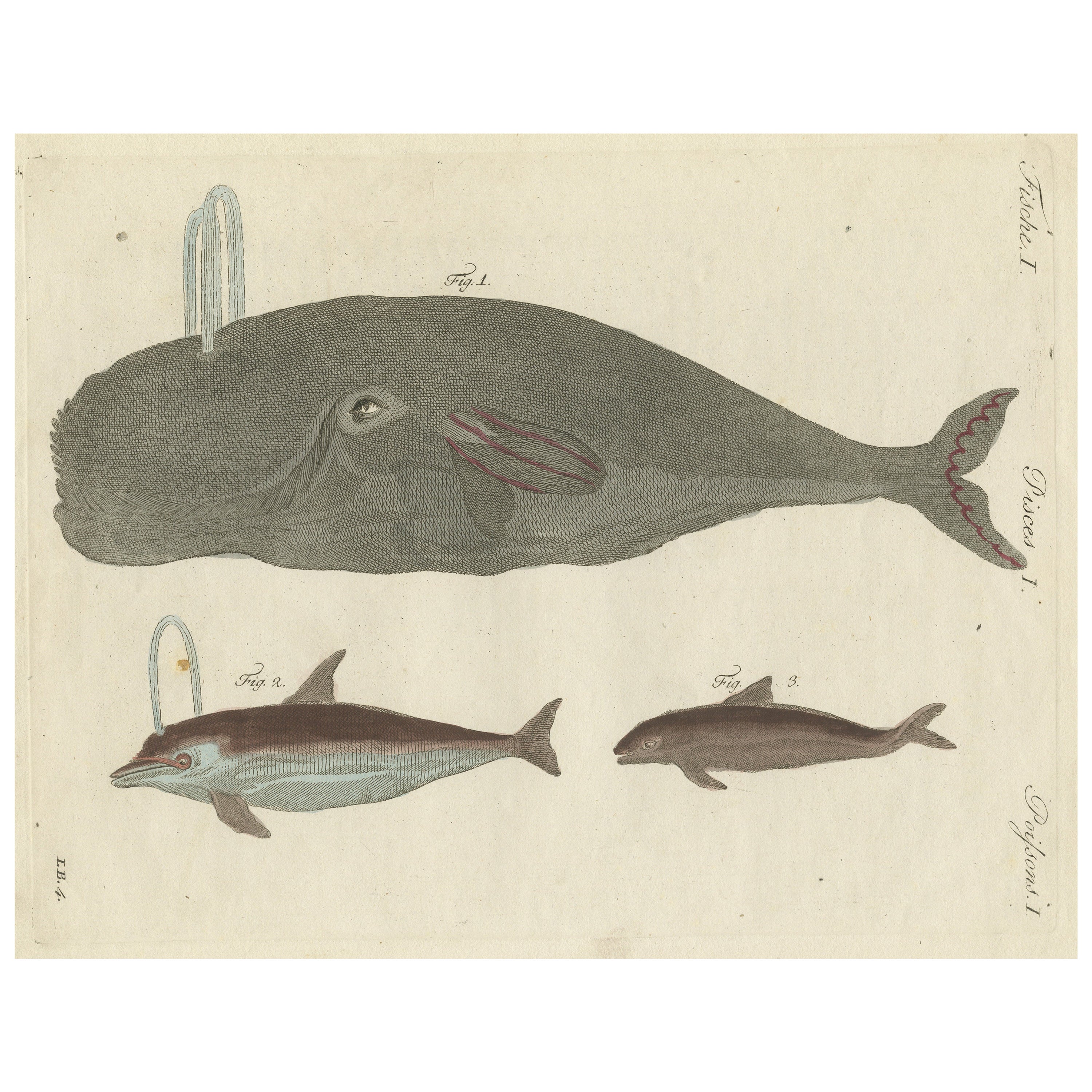 Hand colored Engraving of a Bowhead Whale and other Marine Life For Sale